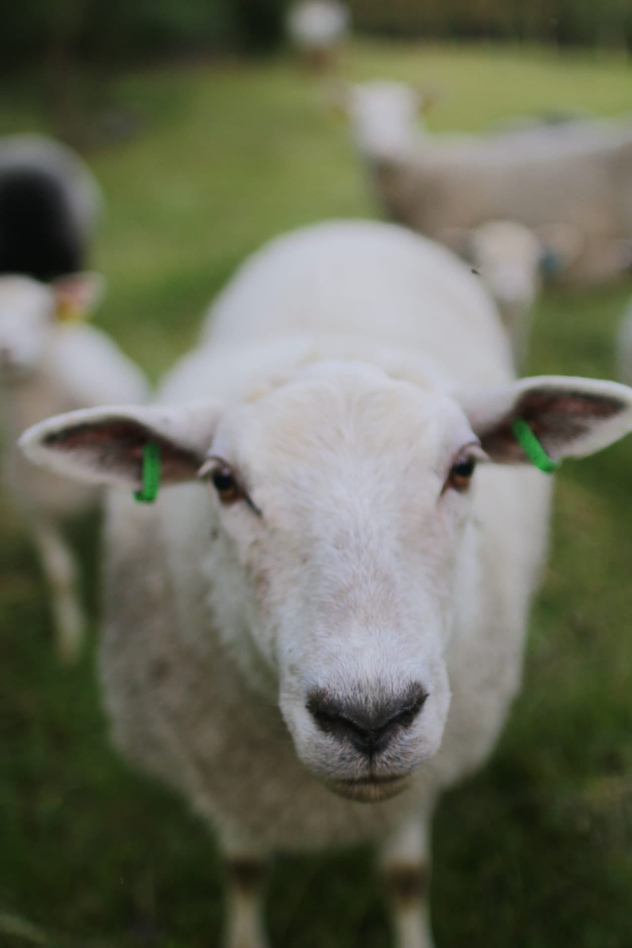 Linkullan Maatilaretriitti 4.7.2026