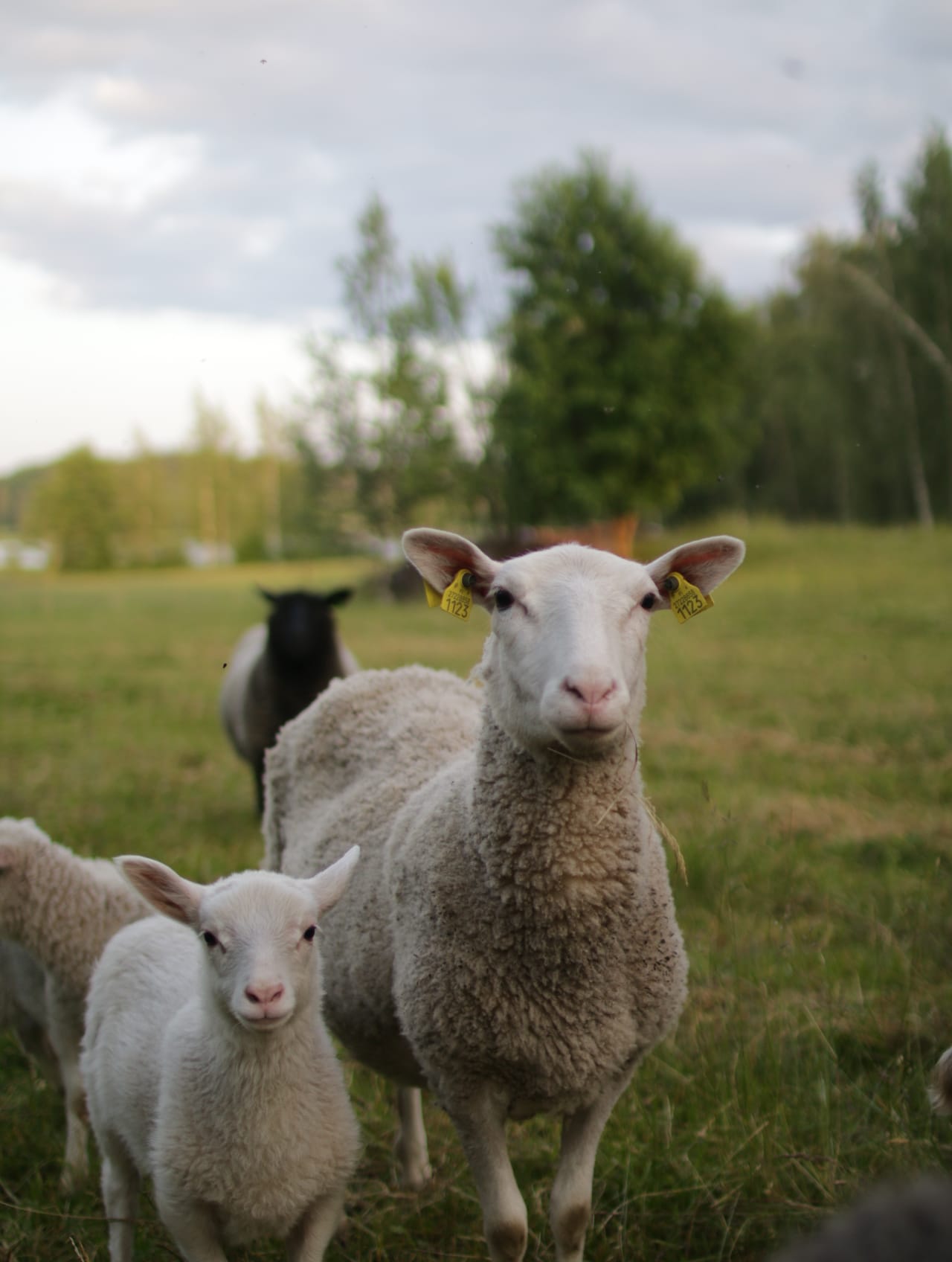 Linkullan Maatilaretriitti 4.7.2026