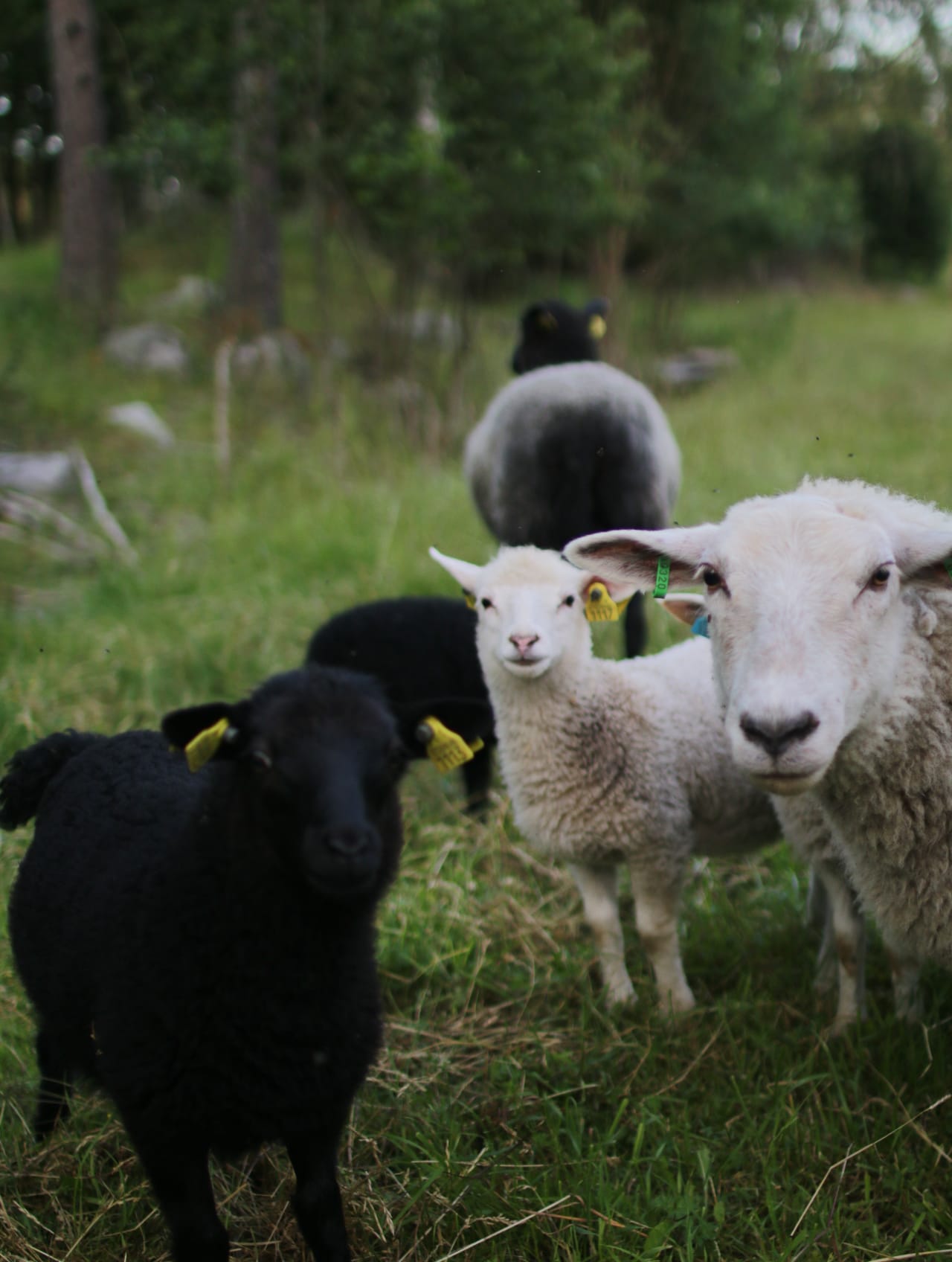 Linkullan Maatilaretriitti 4.7.2026